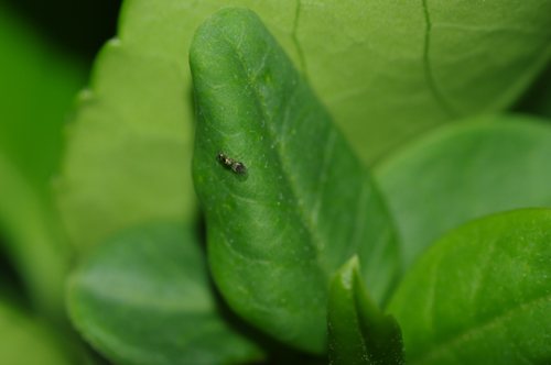 Piccolo Chalcidoidaea